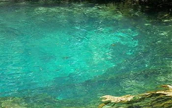 Scientists conduct first census of viruses and bacteria in Florida springs